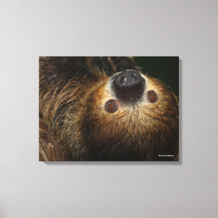Southern Two-Toed Sloth Canvas Print