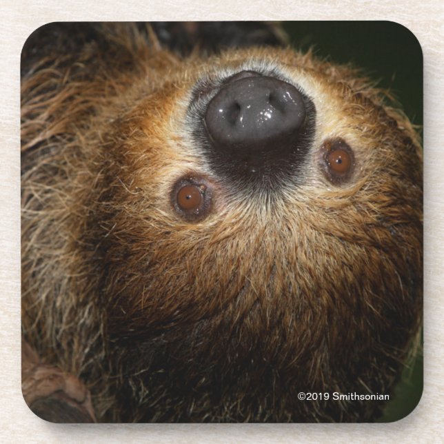 Southern Two-Toed Sloth Coaster (Front)