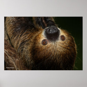 Southern Two-Toed Sloth Poster