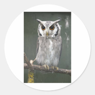 Southern White Faced Owl Classic Round Sticker