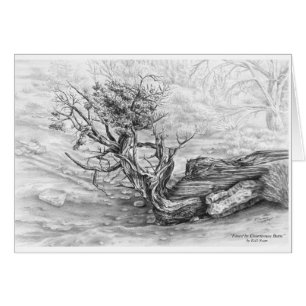 Southwest Juniper Tree Drawing by Kelli Swan