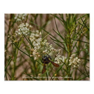 Southwestern Forager Photo Print