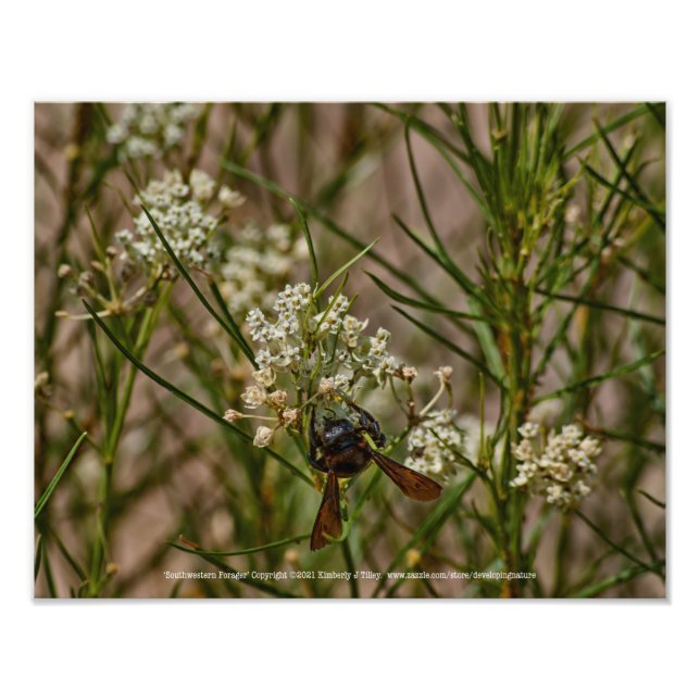 Southwestern Forager Photo Print (Front)