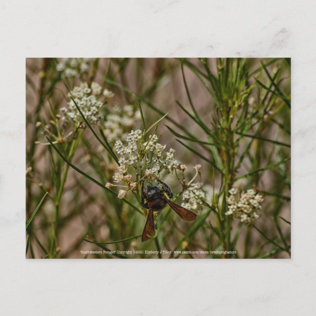 Southwestern Forager Postcard (Front)