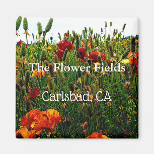 Souvenir Magnet, Flower Fields, Carlsbad, CA. Magnet