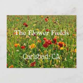 Souvenir Postcard: The Flower Fields, Carlsbad, CA Postcard