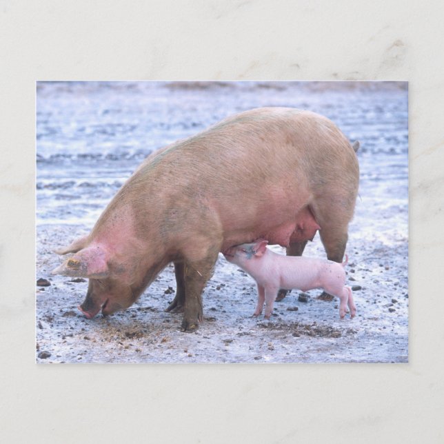 Sow and piglet postcard (Front)