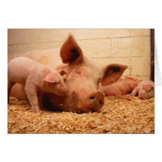 Sow and piglets