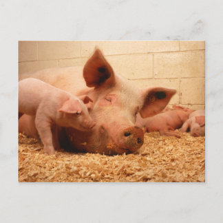 Sow and piglets postcard