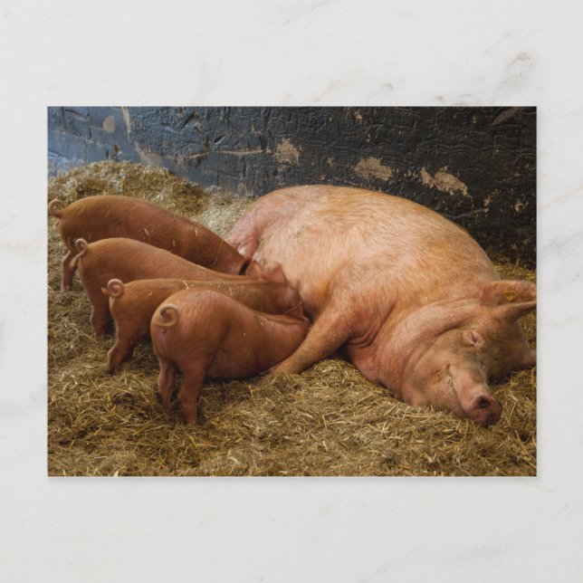 Sow Feeding Piglets Postcard (Front)