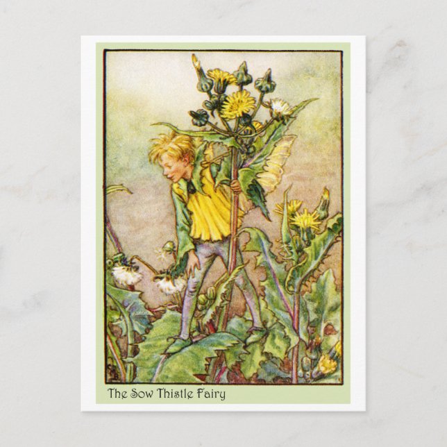 SOW THISTLE FAIRY POSTCARD (Front)