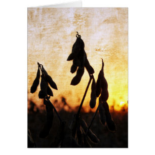 Soybean Sunset