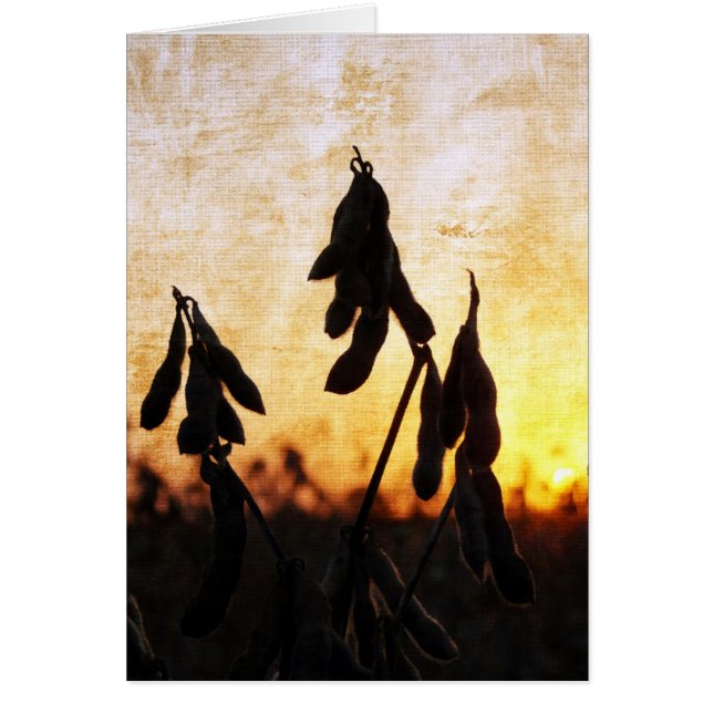 Soybean Sunset (Front)