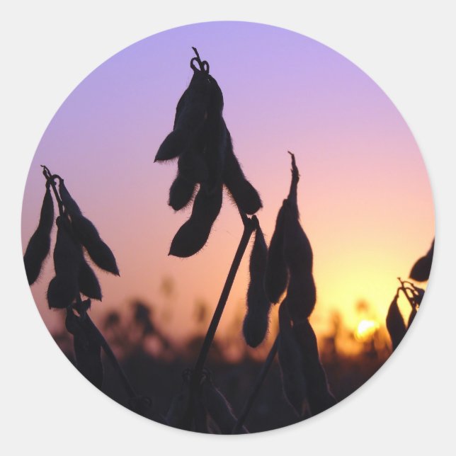 Soybeans at Sunset Classic Round Sticker (Front)