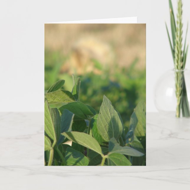 Soybeans Card (Front)