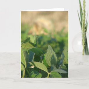 Soybeans Card