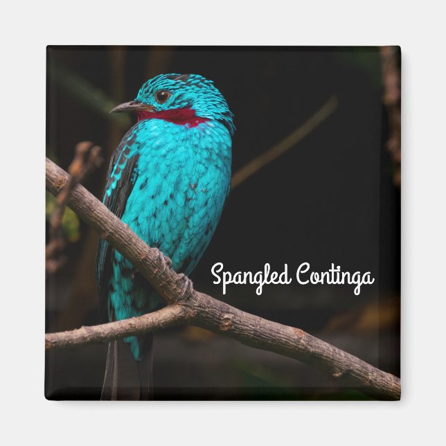 Spangled cotinga magnet (Front)
