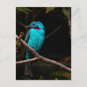 Spangled cotinga postcard