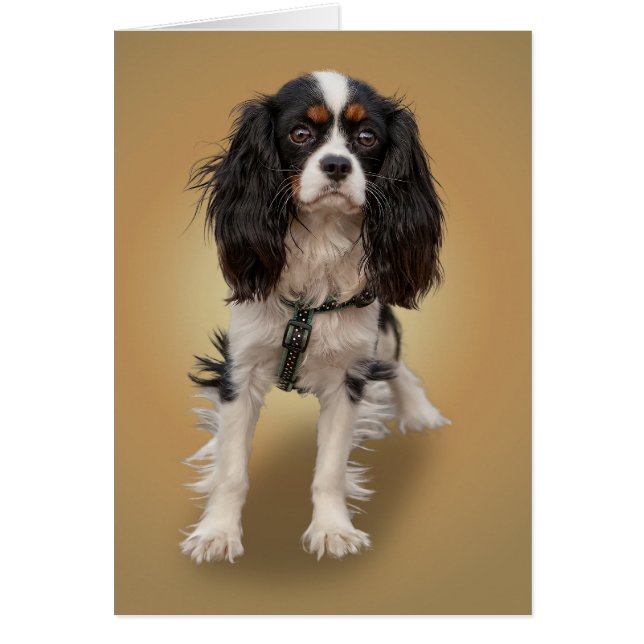 SPANIEL (Front)
