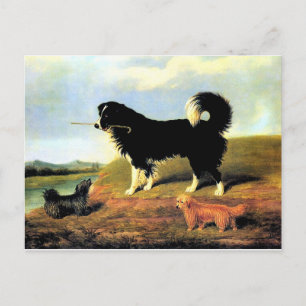 Spaniel and Two Norfolk Terriers Postcard