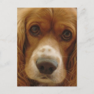 Spaniel Breed Postcard