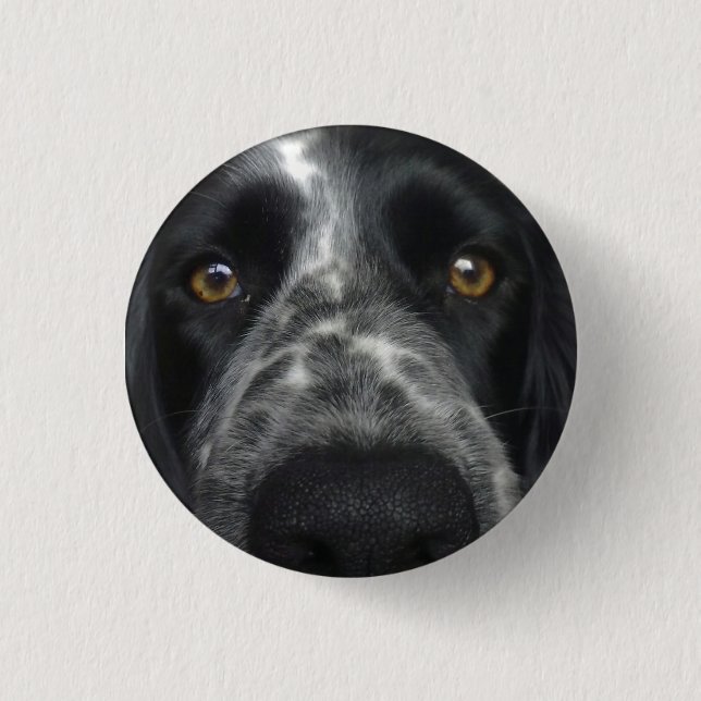 Spaniel close up badge (Front)