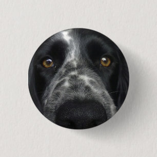 Spaniel close up badge