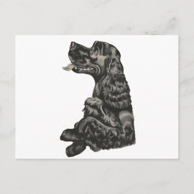 Spaniel Dog Postcard (Front)