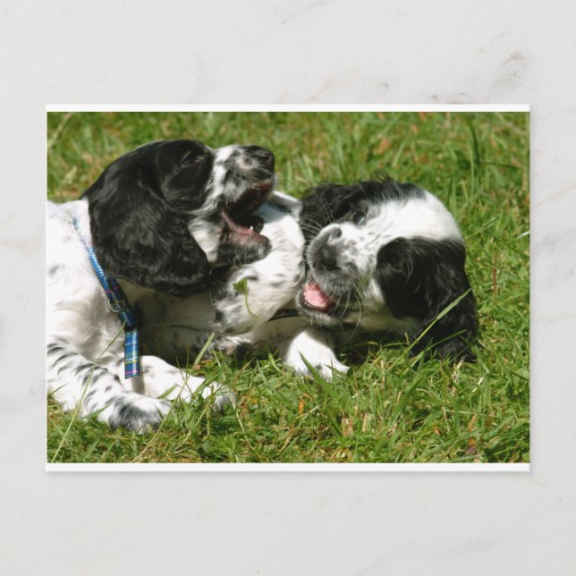 Spaniel Fun Postcard (Front)
