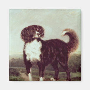 Spaniel Magnet