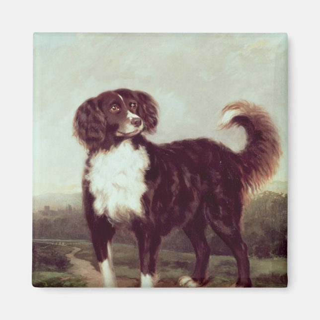 Spaniel Magnet (Front)