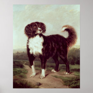 Spaniel Poster