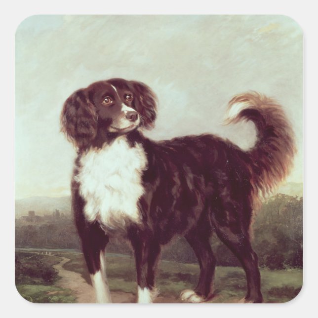 Spaniel Square Sticker (Front)