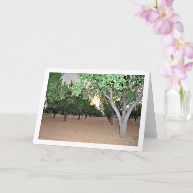 Spanish Almond Orchard, Valencia, Spain Card (Orchid)