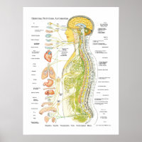Spanish Autonomic Nervous System Poster