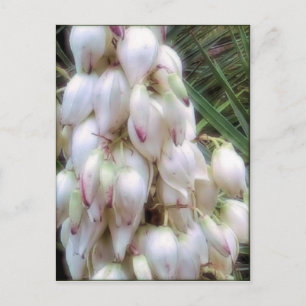Spanish Bayonet Yucca Flowers Postcard