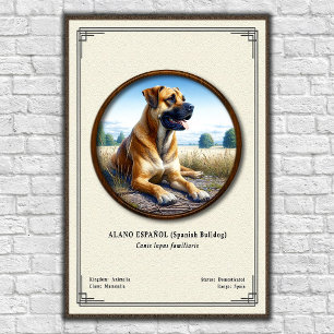 Spanish Bulldog (Alano Español) Zoology Series Poster