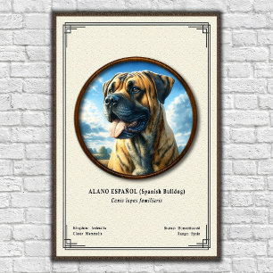 Spanish Bulldog (Alano Español) Zoology Series Poster