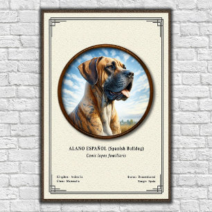 Spanish Bulldog (Alano Español) Zoology Series Poster