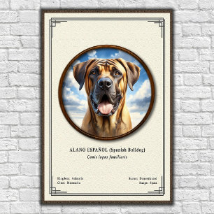 Spanish Bulldog (Alano Español) Zoology Series Poster