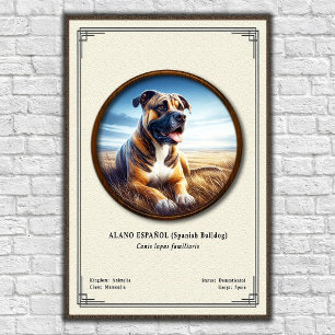 Spanish Bulldog (Alano Español) Zoology Series Poster