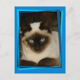 Spanish cat 1 postcard