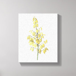 Spanish dagger(Yucca gloriosa) by Redouté Canvas Print