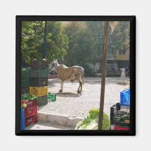 Spanish donkey at Baza market - magnet