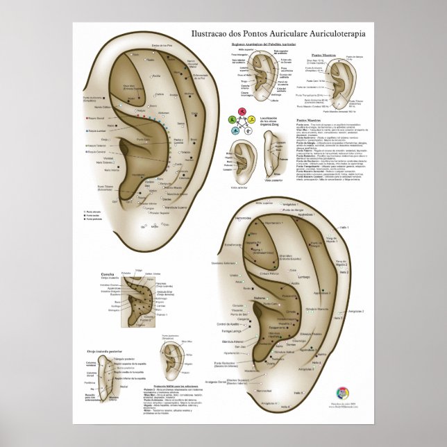 Spanish Ear Acupuncture Chart (Front)