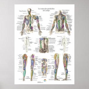 Spanish Human Deep Muscle Anatomy Poster