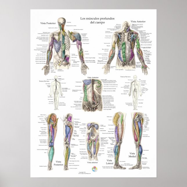 Spanish Human Deep Muscle Anatomy Poster (Front)