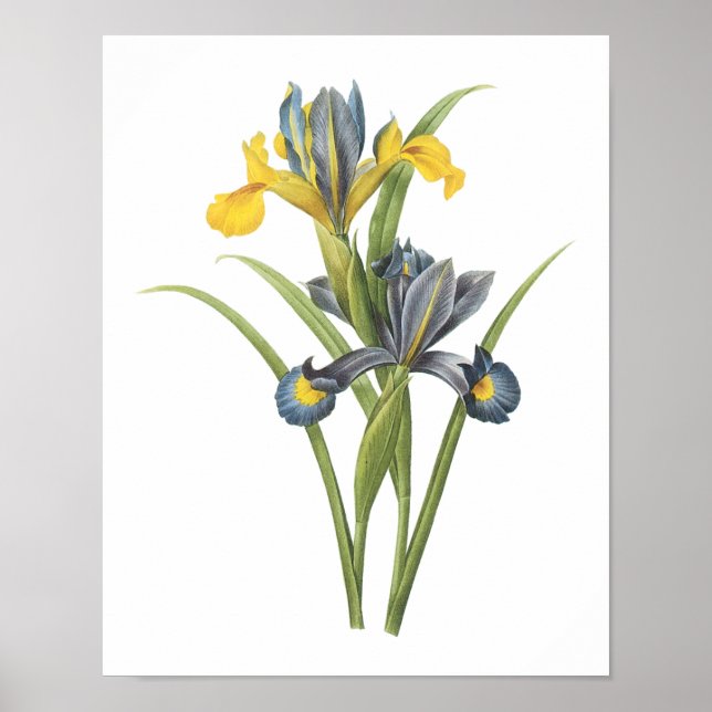 Spanish iris(Iris xiphium) by Redouté Poster (Front)