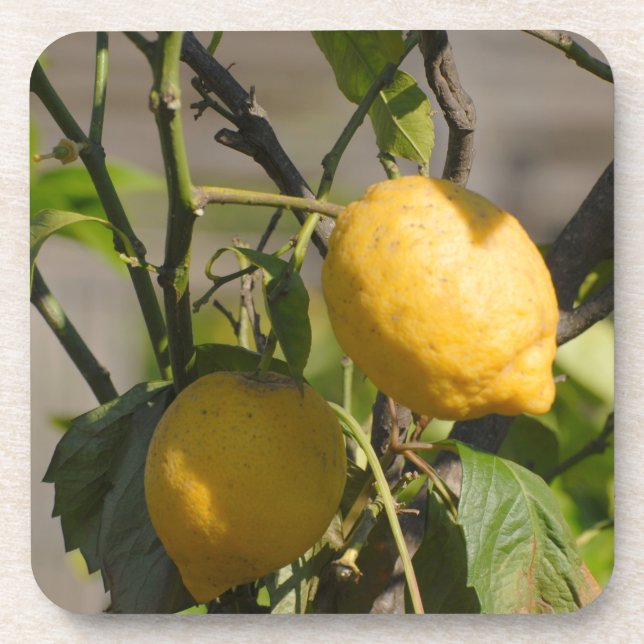 Spanish Lemon Graphics Coaster (Front)