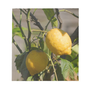 Spanish Lemon Graphics Notepad